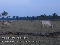/album/a8%20vacas%20adquiridas%20da%20fazenda%20gavi%c3%a3o/fazenda-dallas-8-vacas-6-jpg/